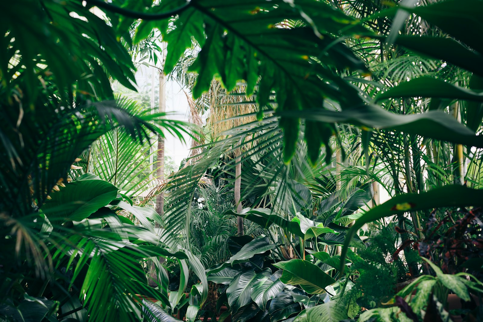Feuillage vert en lumière douce